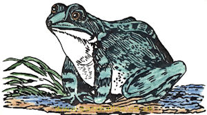 A frog - as used by Galvani